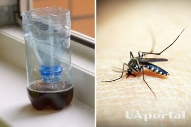 Как сделать ловушку для комаров с приманкой