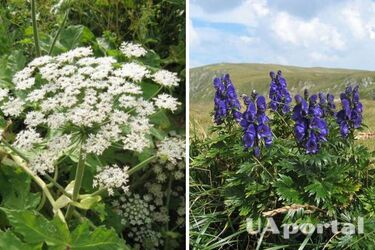 Топ-7 небезпечних рослин, які можуть неочікувано з’явитись у вашому саду: несуть загрозу здоров‘ю та життю