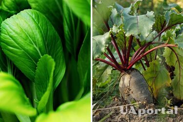 Country residents named four unpretentious crops that can be planted in July