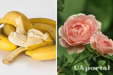 Садівники назвали універсальний засіб для збільшення родючості троянд