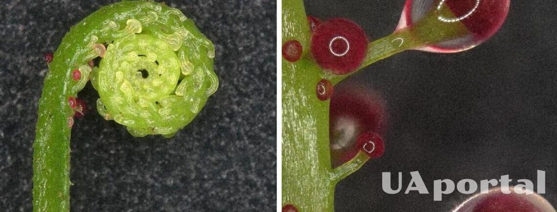 Ученые показали уникальное растение, которое становится мясоядным 'под настроение' (фото)