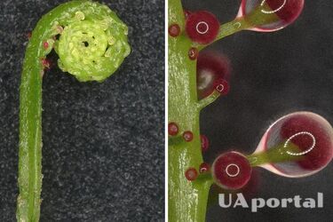 Вчені показали унікальну рослину, яка стає м’ясоїдною 'під настрій' (фото)