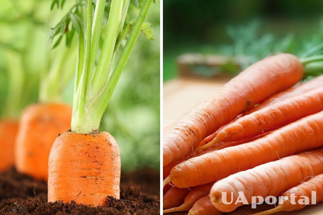 Чим підживити моркву, щоб шкідники не з'їли урожай