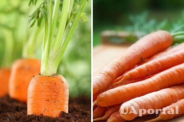 Чем подпитывать морковь от вредителей – два способа подкормки моркови для щедрого урожая