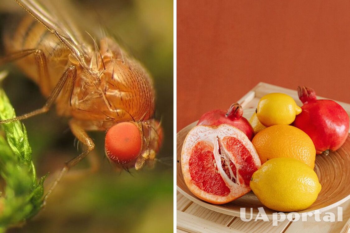 Три лучшие самодельные ловушки для плодовых мух, чтобы избавиться от их раз и навсегда