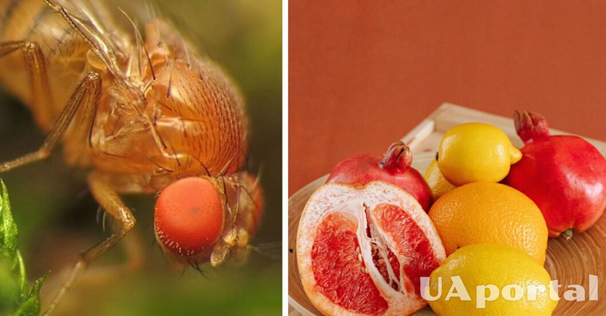 Три лучшие самодельные ловушки для плодовых мух, чтобы избавиться от их раз и навсегда