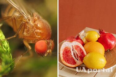 Як зробити пастки для мух - пастки для плодових мушок