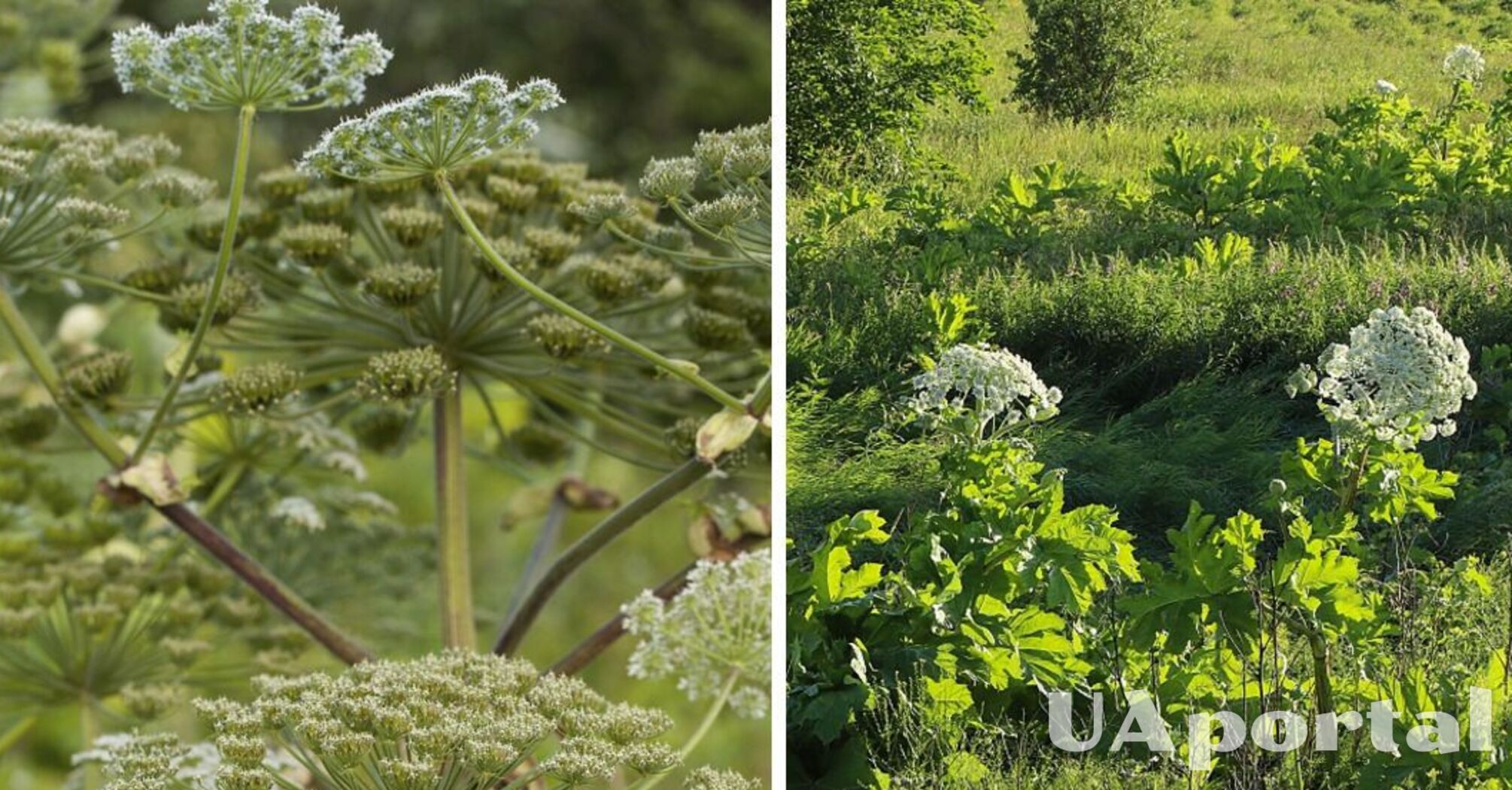 Никогда не прикасайтесь и даже не подходите: чем опасно растение борщевик и какой вред может принести