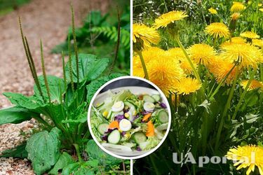 Самый полезный завтрак летом: как приготовить салат с подорожником и одуванчиком
