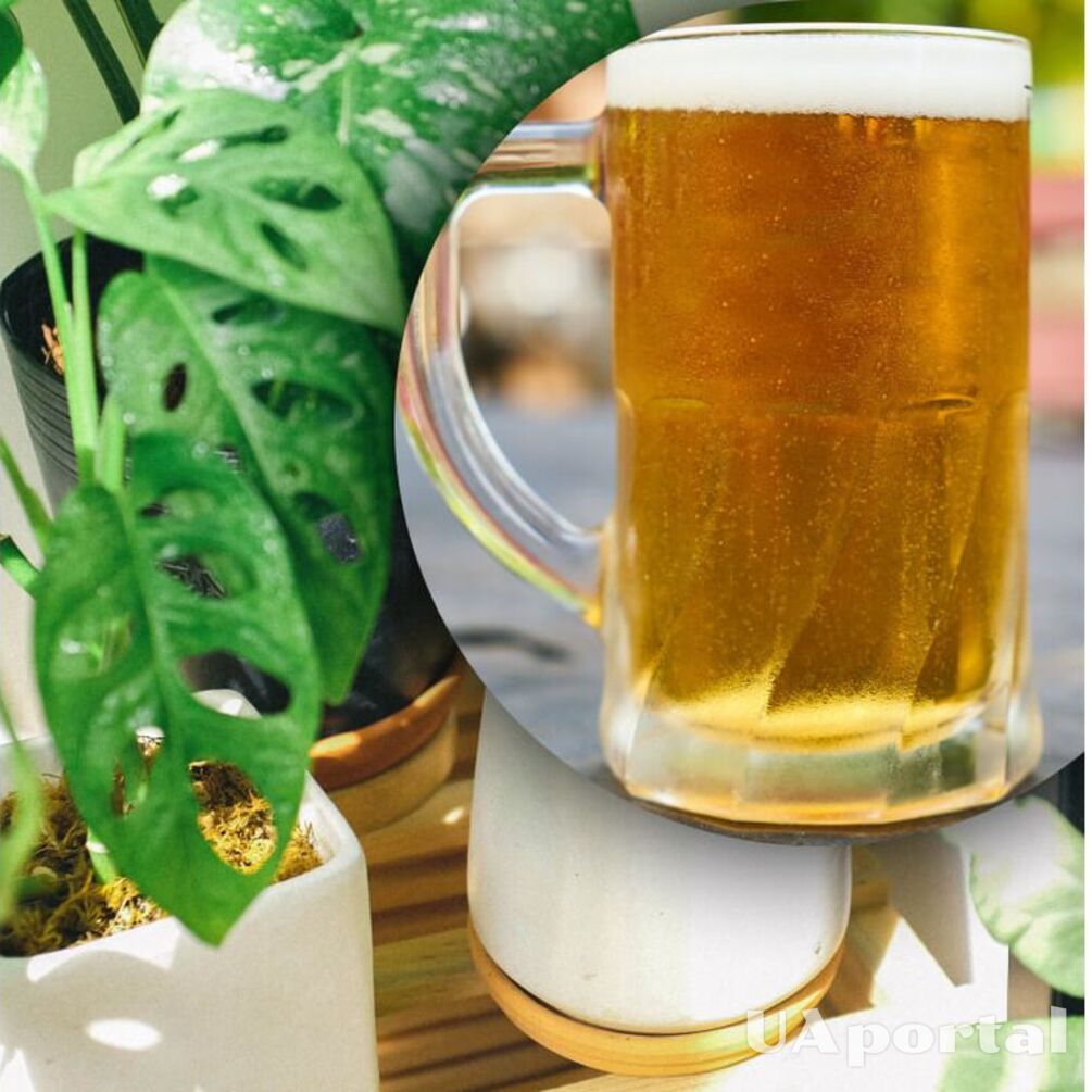 How to cure flowers and make them even more beautiful: an unexpected life hack with beer