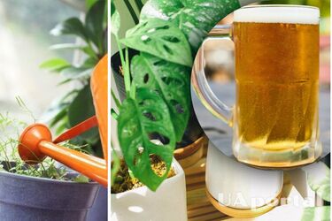 Which houseplants can be fertilised with beer