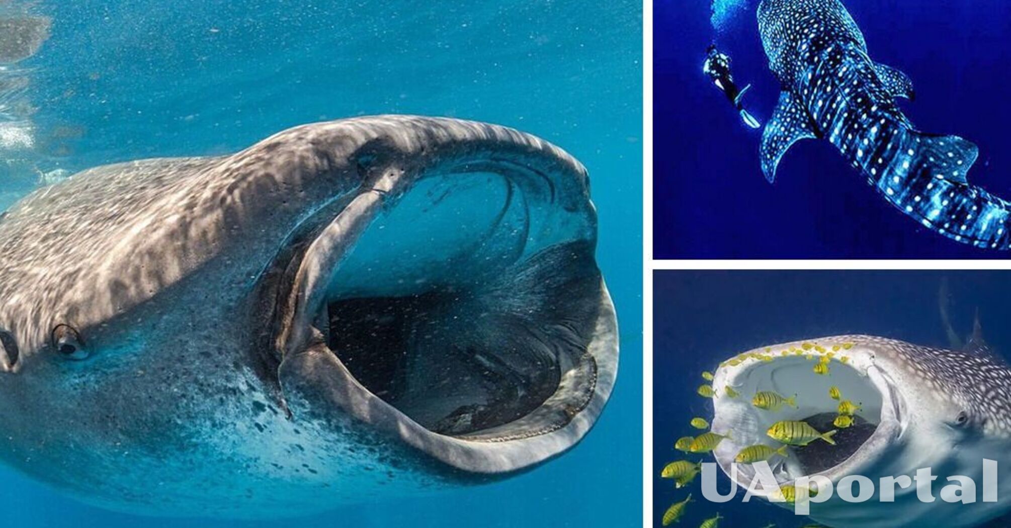 Ученим вдалося зняти процес харчування китової акули на дні океану (рідкісні кадри)
