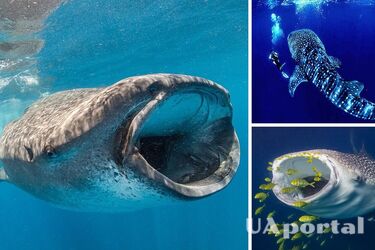 Ученим вдалося зняти процес харчування китової акули на дні океану (рідкісні кадри)