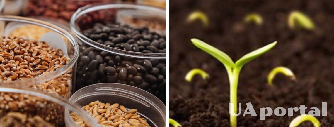 Обробіть насіння цим простим засобом перед посівом, щоб забути про шкідників та хвороби