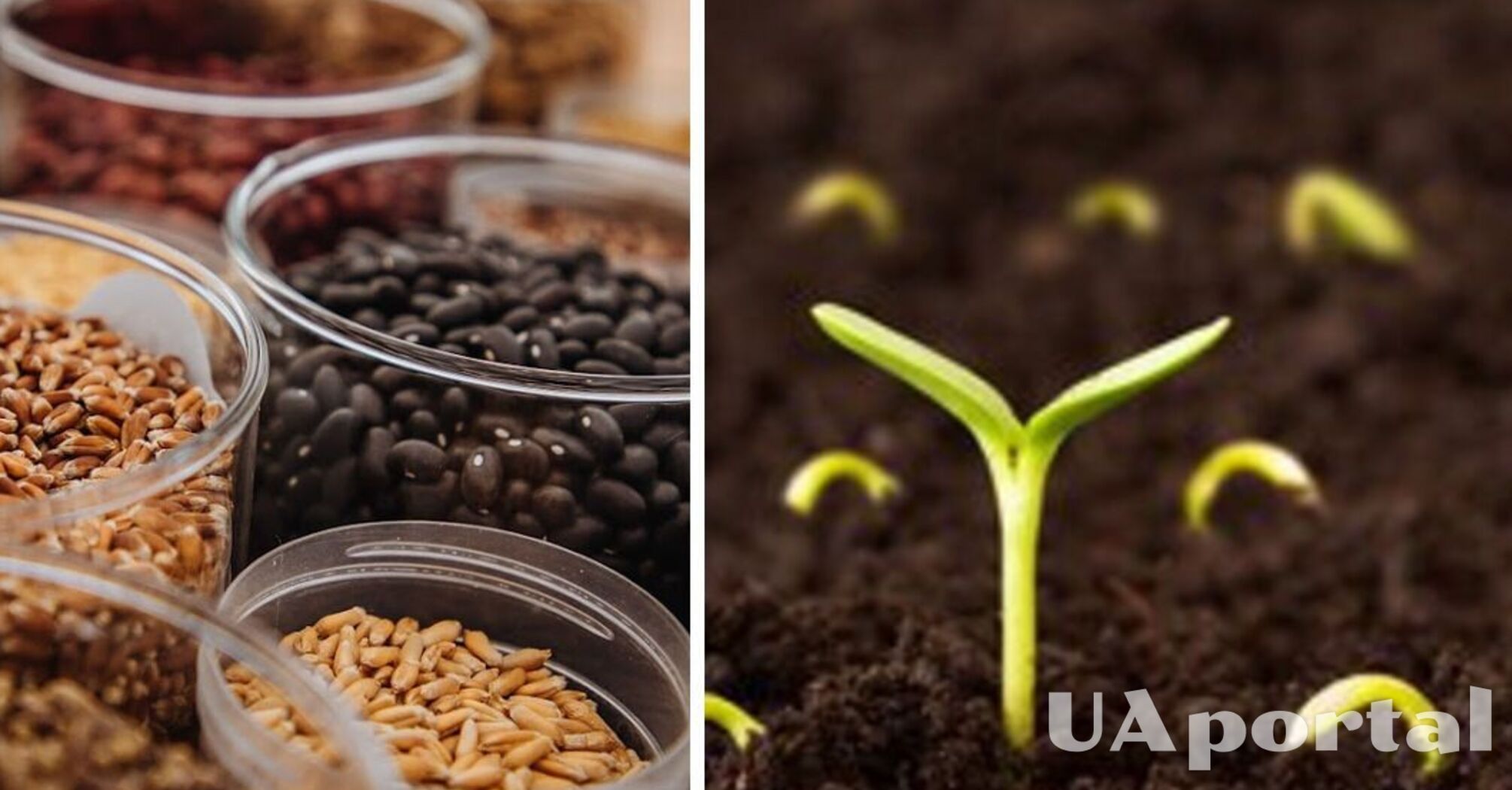 Обработайте семена этим простым средством перед посевом, чтобы забыть о вредителях и болезнях