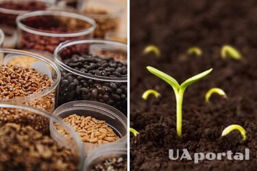 Как обработать семена перед посевом - перекись водорода для семян