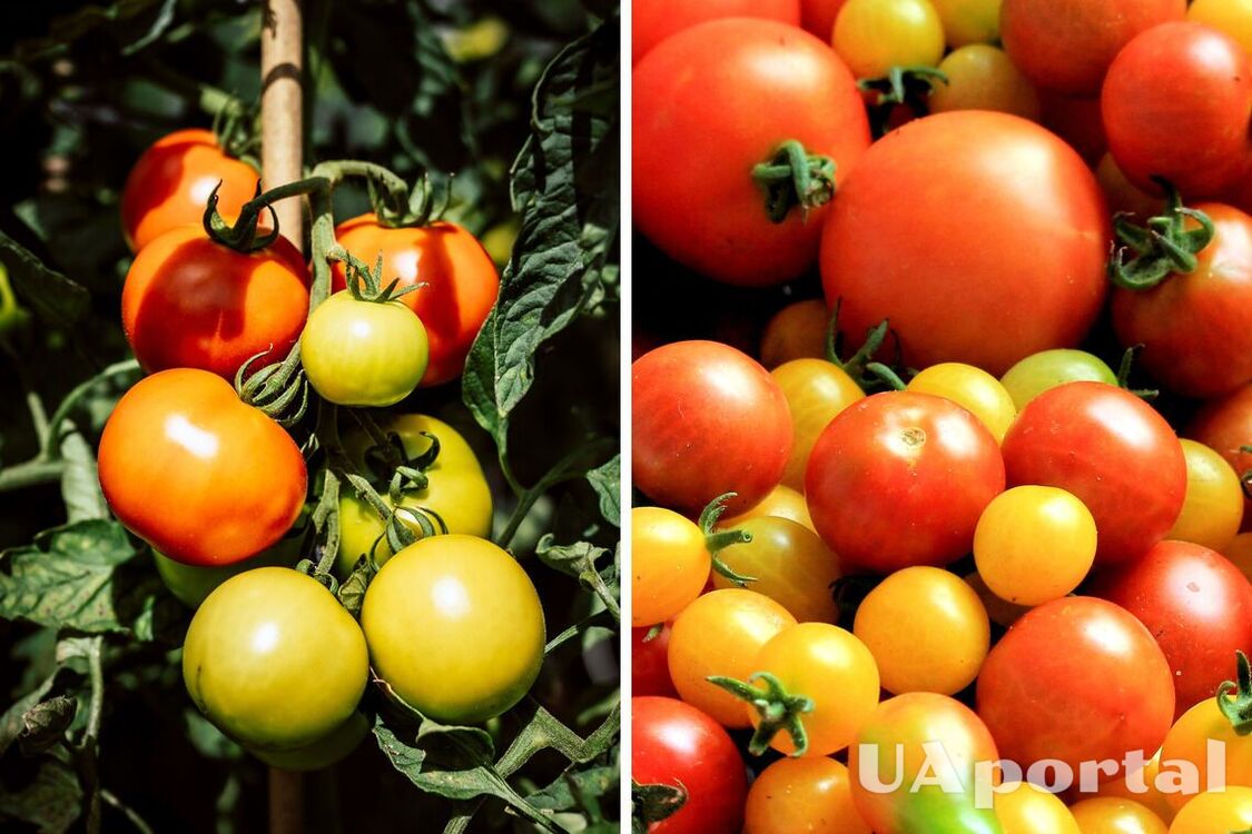Как понять, чего не хватает помидорам: три важных признака