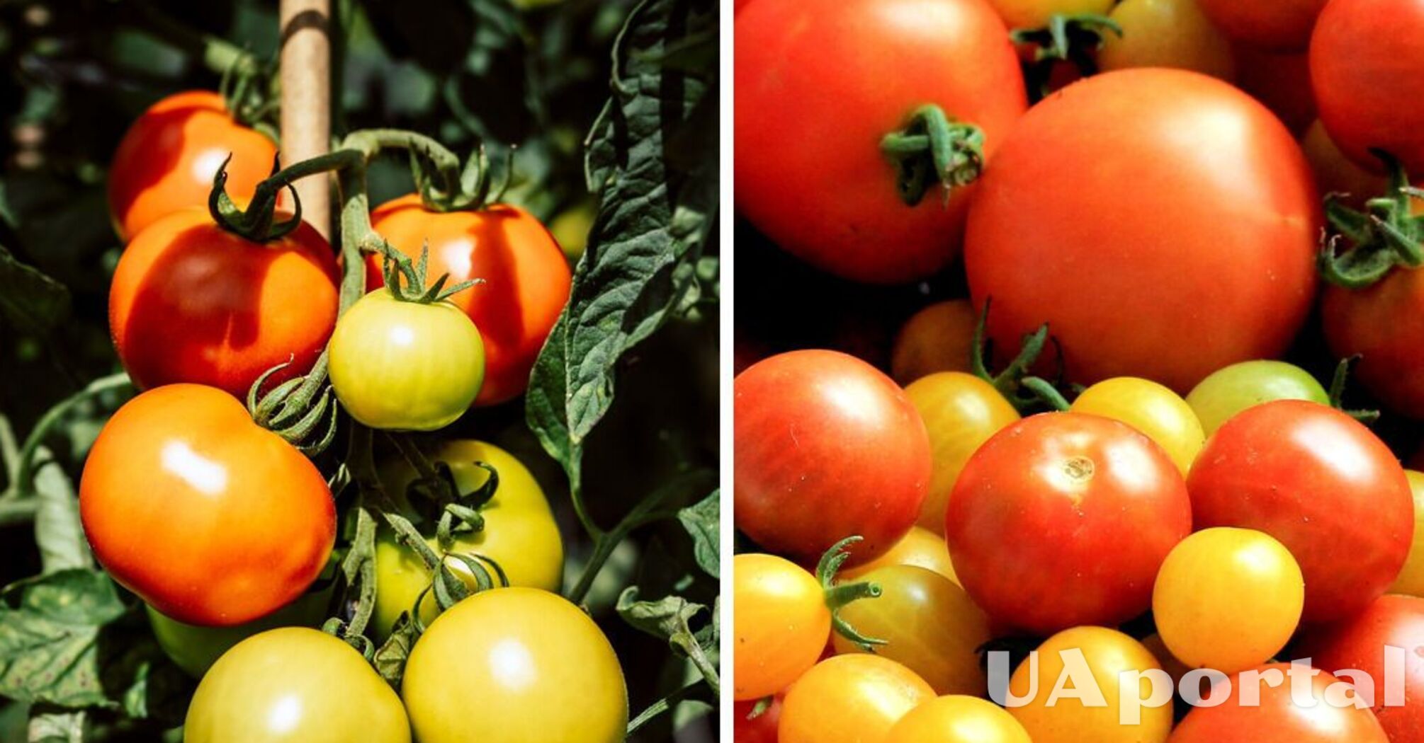 Как понять, чего не хватает помидорам: три важных признака