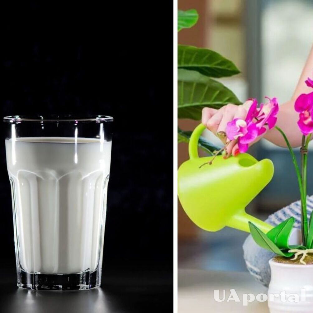 Квіти ростимуть швидше: Як підживлювати рослини йогуртом