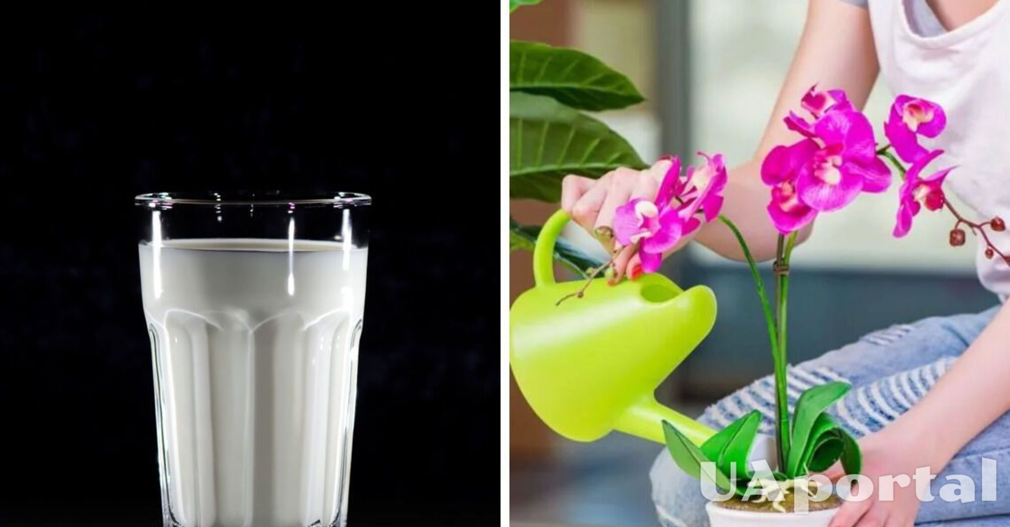 Цветы будут расти быстрее: Как подкармливать растения йогуртом