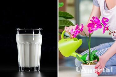 Как удобрять цветы йогуртом, чтобы они росли быстрее