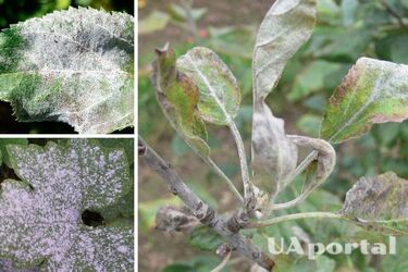 Мучнистая роса на плодовых деревьях: как безопасно избавиться от заболевания