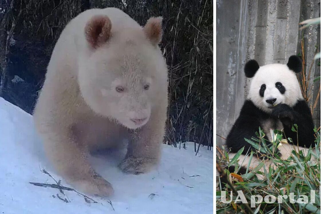 The world's only albino panda lives in China: video of what it looks like