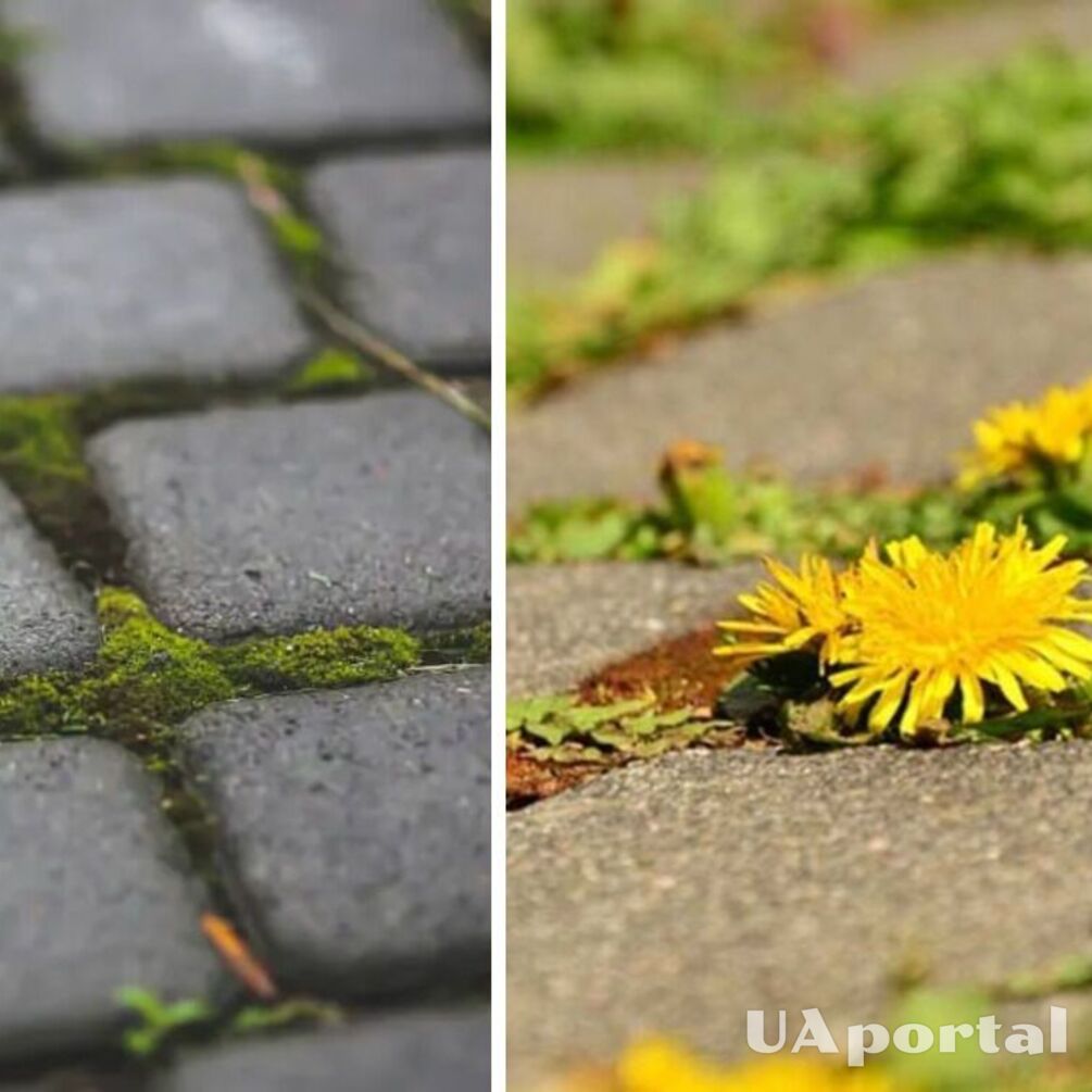 How to remove weeds from paving slab seams: an effective life hack
