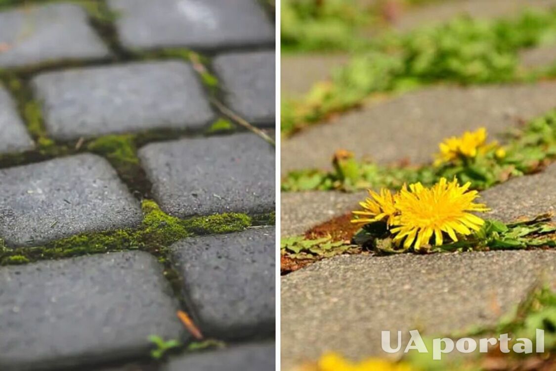 How to remove weeds from paving slab seams: an effective life hack