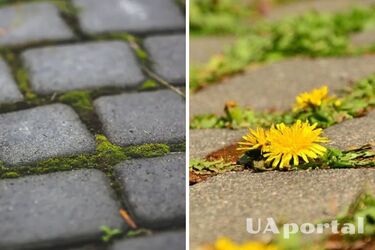 How to remove weeds growing in the joints of paving slabs