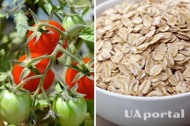 Швидко реанімує та насичує корисними елементами: як підживити помідори вівсянкою