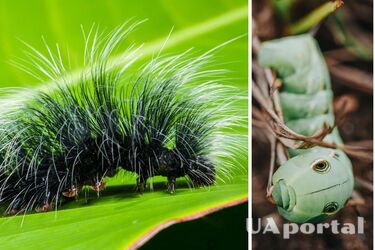 Гусеницы будут убегать: как без химии избавиться от вредителей в саду и на огороде