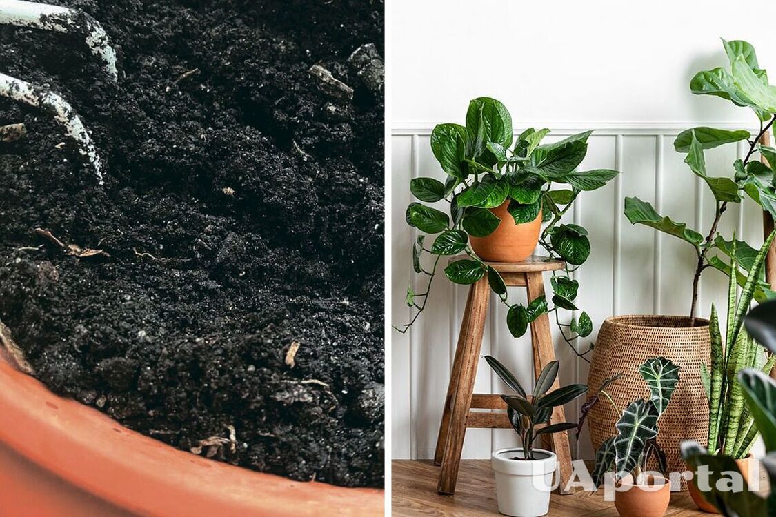 Which pharmacy product is the best fertilizer for indoor plants