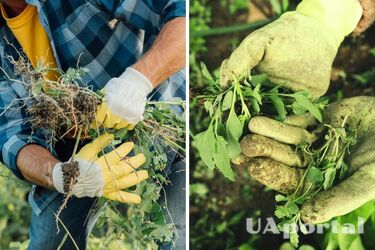 Як позбутися бур'янів на городі