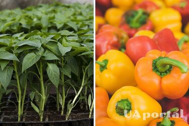 Як вирощувати багато здорового перцю - що не любить перець