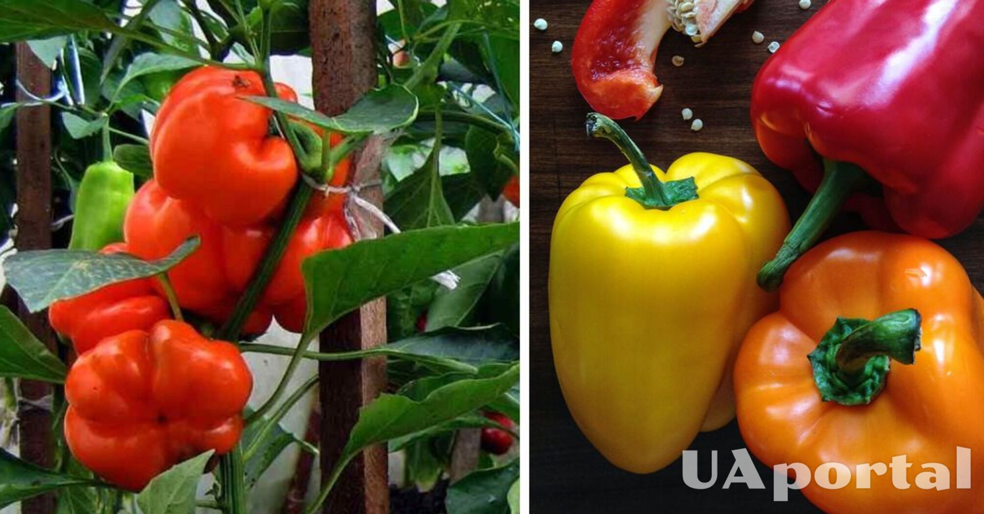 How to fertilize peppers to get a generous and healthy harvest