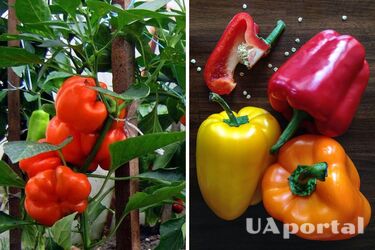 How to feed bell peppers in June - fertilizers for peppers
