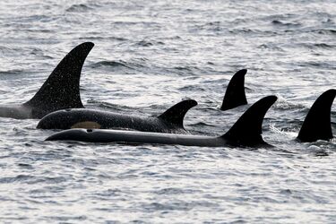 Зафіксовано перший напад косаток на яхту та переслідування її до самого порту (відео)
