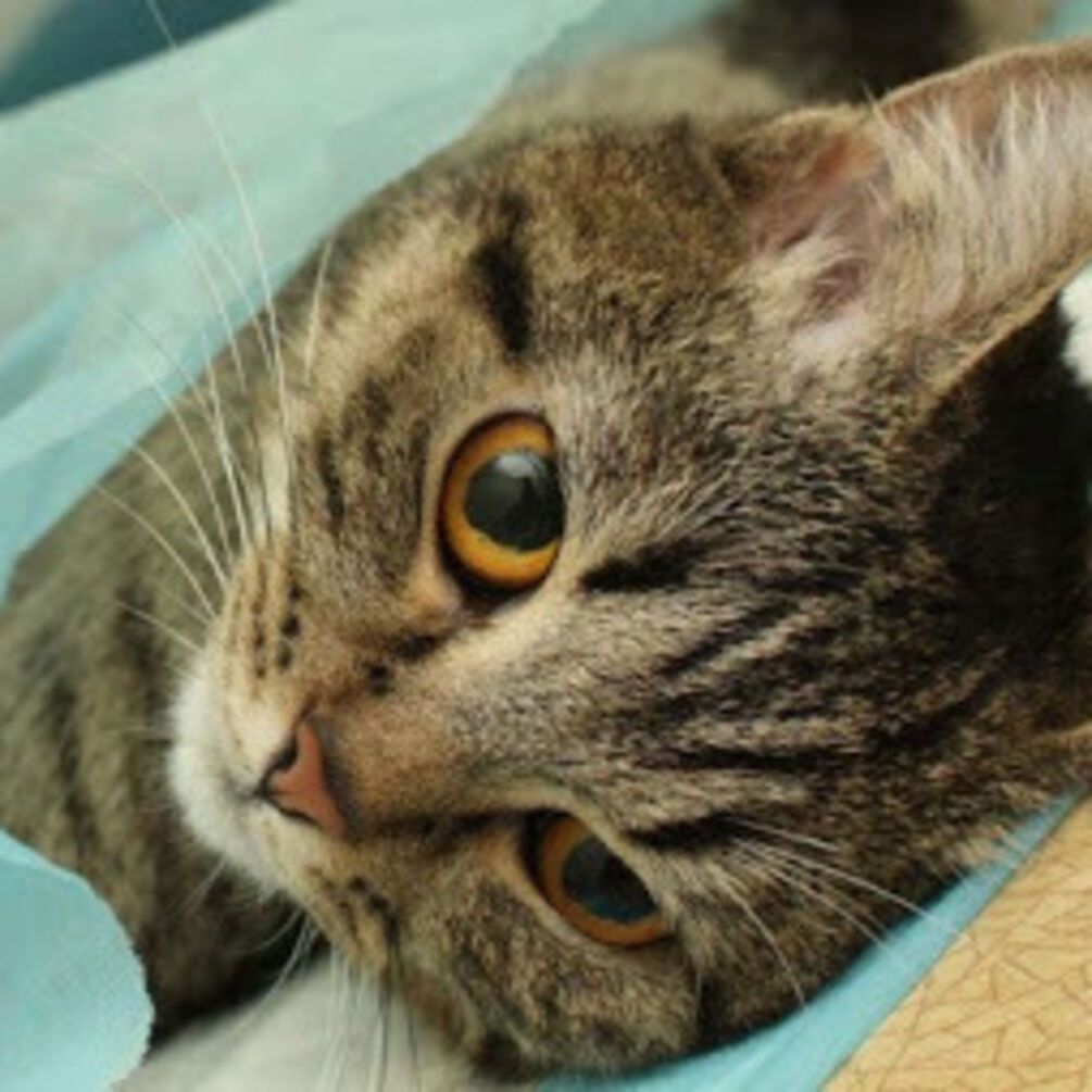 Всього один укол: вчені знайшли спосіб стерилізувати кішок без хірургічного втручання