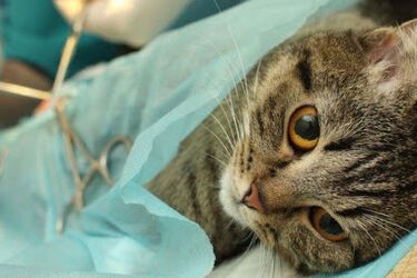 Всего один укол: ученые нашли способ стерилизовать кошек без хирургического вмешательства