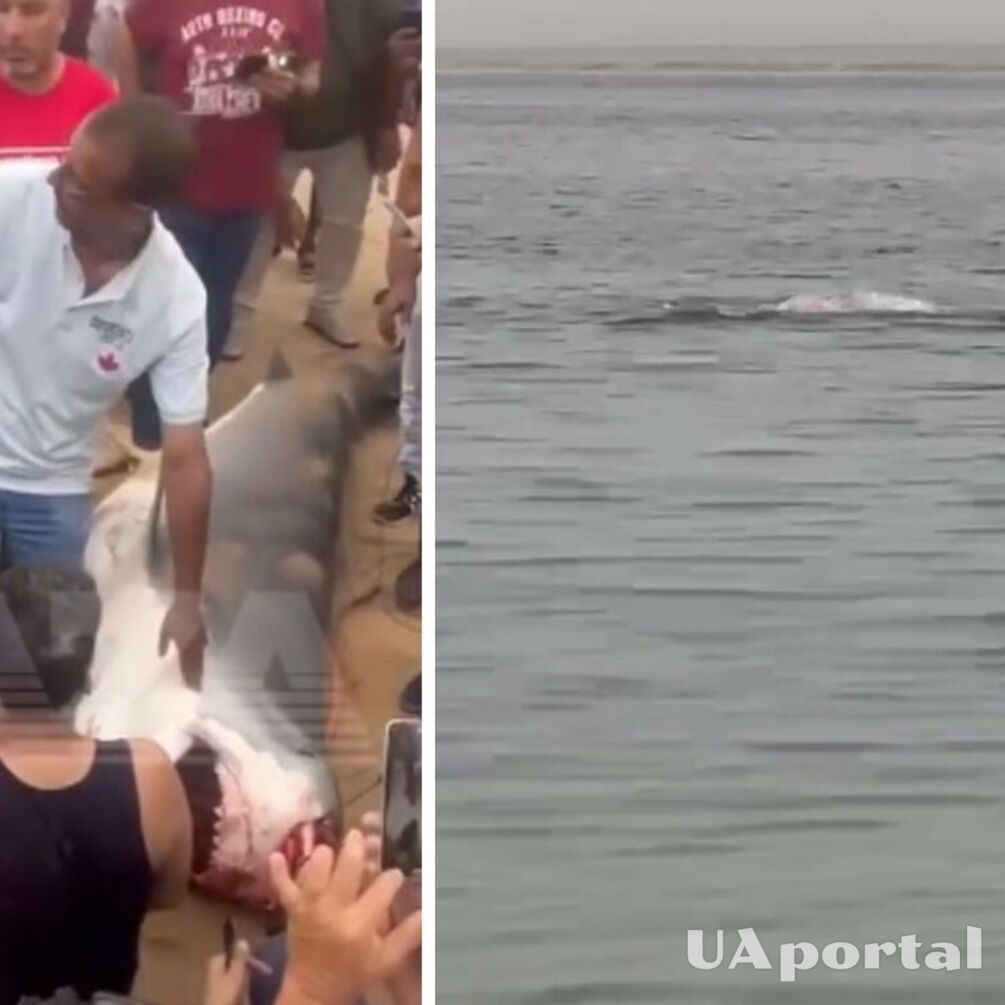 У Єгипті зловили акулу, яка з'їла російського туриста (відео)