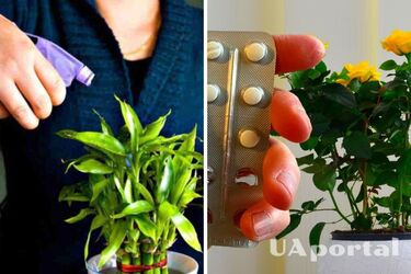 Покращує імунітет та робить стійкими до грибків: універсальний засіб для квітів, який є у кожній аптечці