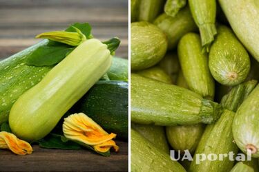 This remedy will help protect zucchini from rotting: life hack