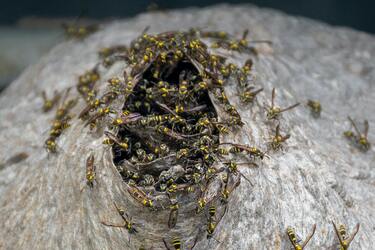 Нашестя ос в саду: як легко позбутися небезпечних комах