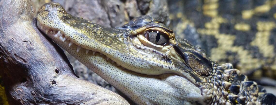 Ученые впервые зафиксировали 'непорочное зачатие' у самки крокодила