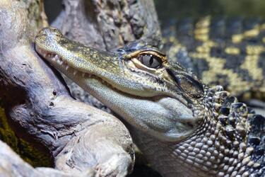 Scientists record 'immaculate conception' in a female crocodile for the first time