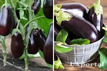 Чим підживлювати баклажани для великого врожаю: топ-6 добрив