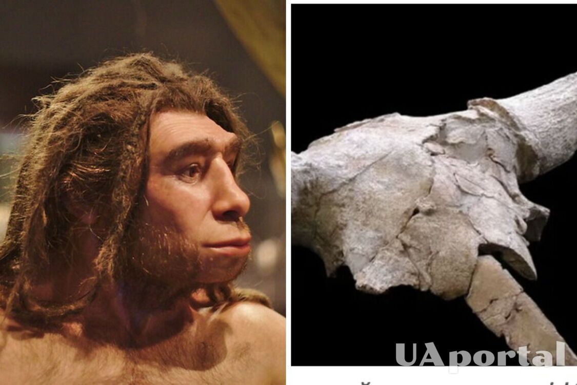 Вчені натрапили на докази існування примітивних вірувань у неандертальців: знайшли черепи тварин віком 40 тисяч років 