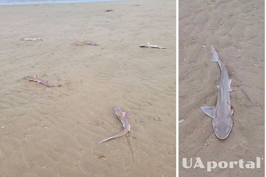 Десятки мертвих акул викинуло на британський пляж (фото)