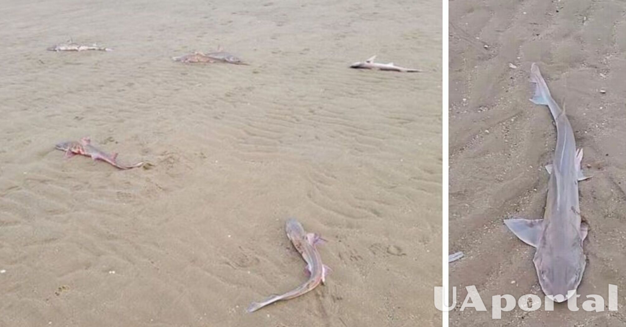 Десятки мертвых акул выбросило на британский пляж (фото)